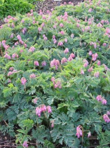 Dicentra 'Bountiful' - Tranend of gebroken hartje