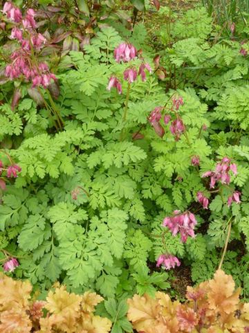 Dicentra 'Luxuriant' - Tranend of gebroken hartje