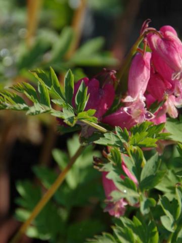Dicentra 'Luxuriant' - Tranend of gebroken hartje