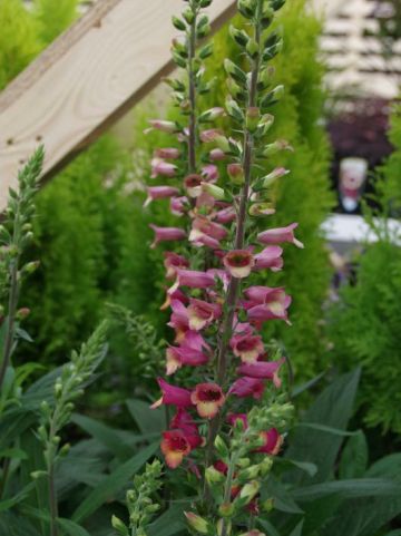 Digitalis × valinii 'Foxlight Plum Gold' (='Takfoplgo') - Vingerhoedskruid