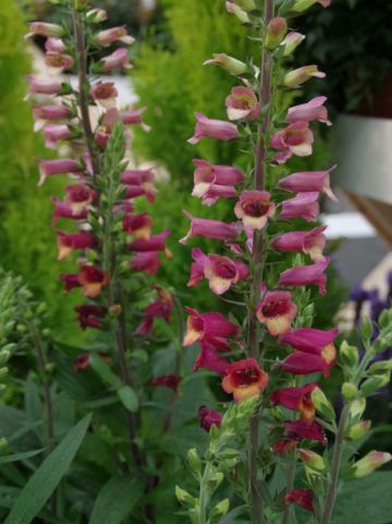 Digitalis × valinii 'Foxlight Plum Gold' (='Takfoplgo') - Vingerhoedskruid