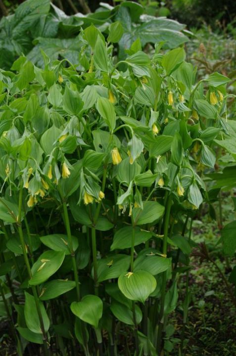 Disporum flavens | De Tuinen van Appeltern