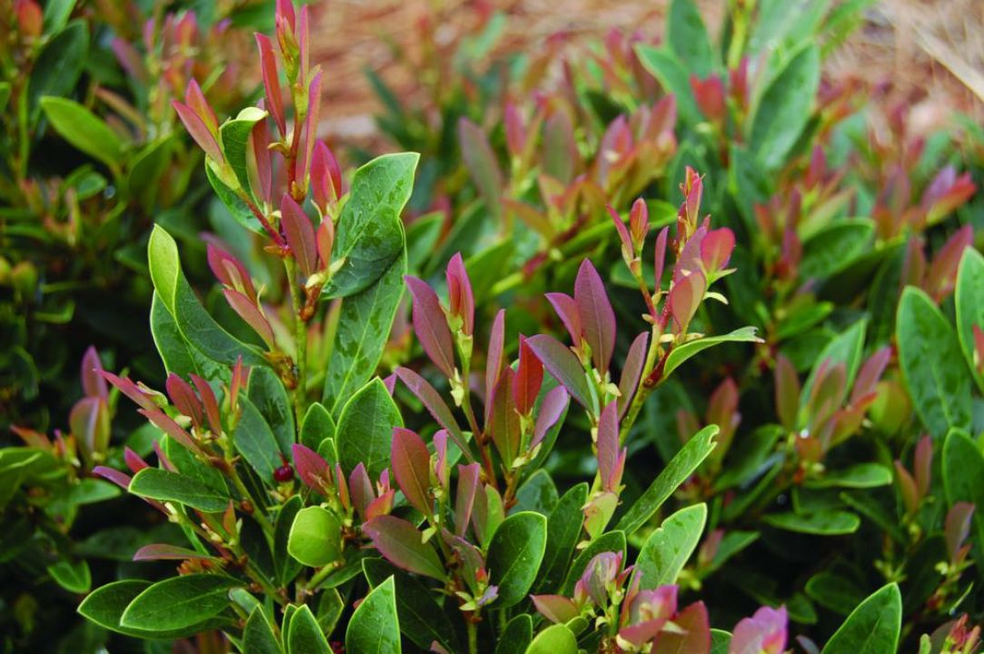 Distylium 'Blue Cascade' (='PIIDISTII') De Tuinen van Appeltern