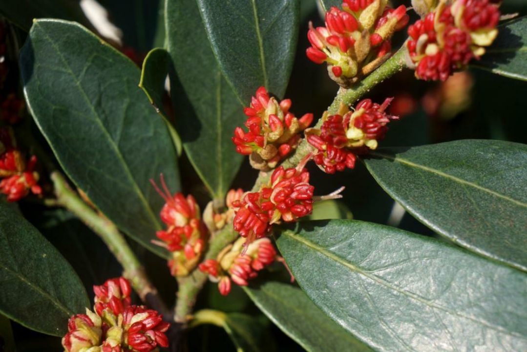 Distylium 'Blue Cascade' (='PIIDISTII') De Tuinen van Appeltern