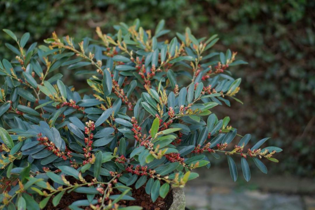 Distylium 'Blue Cascade' (='PIIDISTII') De Tuinen van Appeltern