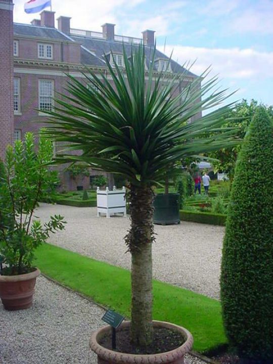 Alles wat je moet weten over de (Dracaena - drakenboom