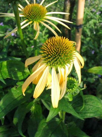 Echinacea purpurea 'Harvest Moon' - Zonnehoed
