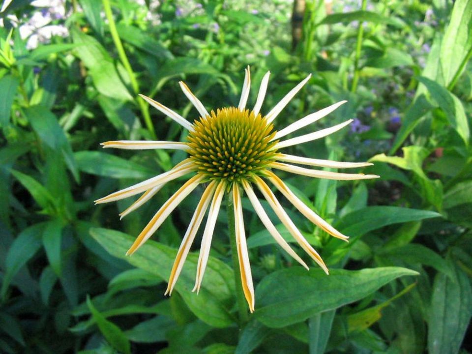 Echinacea purpurea 'Harvest Moon' Zonnehoed De Tuinen van Appeltern