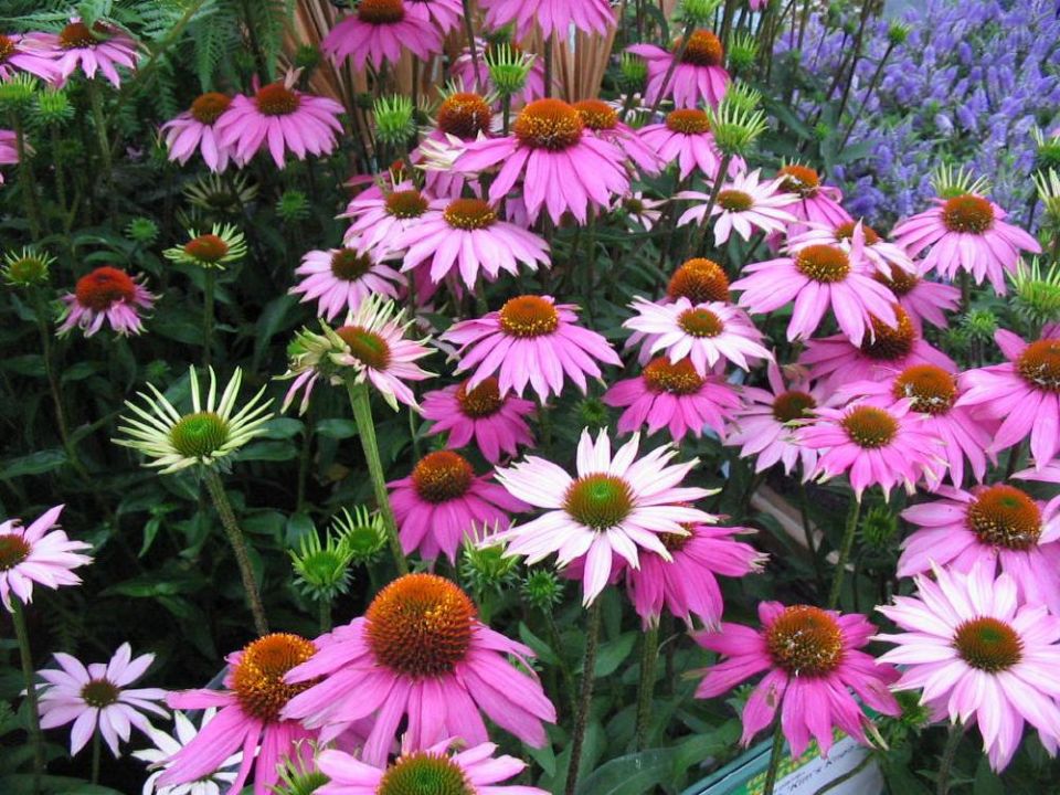 Echinacea purpurea 'Kim's Knee High' Rode zonnehoed De Tuinen van Appeltern