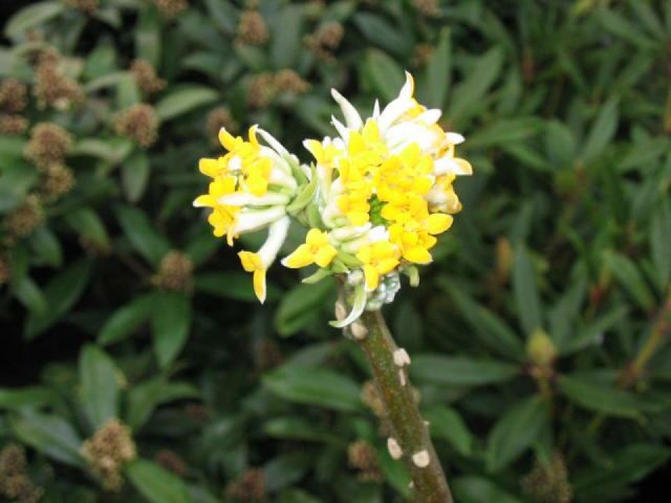 Edgeworthia chrysantha ‘Grandiflora’ - | De Tuinen van Appeltern