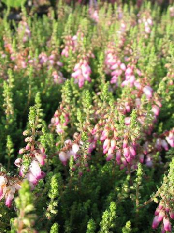 Erica ciliaris 'David McClintock' - Wimperheide