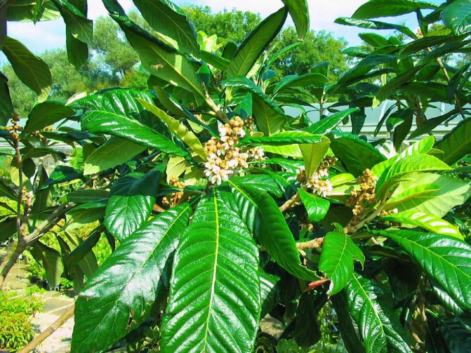 Eriobotrya japonica Japanse mispel De Tuinen van Appeltern Eriobotrya japonica Japanse mispel De Tuinen van Appeltern