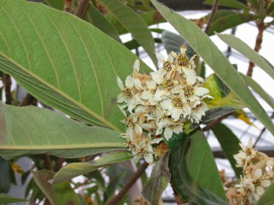 Eriobotrya japonica Japanse mispel De Tuinen van Appeltern Eriobotrya japonica Japanse mispel De Tuinen van Appeltern