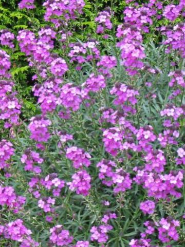 Erysimum 'Bowles Mauve' - Muurbloem, steenraket