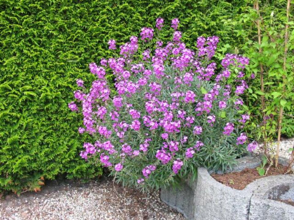 Erysimum 'Bowles Mauve' - Muurbloem, steenraket | De Tuinen van Appeltern
