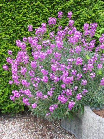Erysimum 'Bowles Mauve' - Muurbloem, steenraket