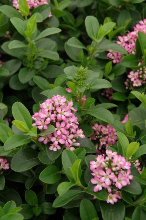 escallonia-laevis-pink-elle-lades-de-tuinen-van-appeltern