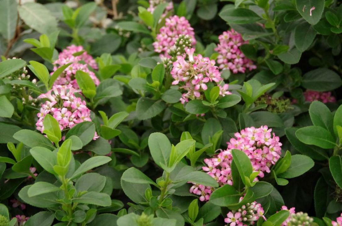 escallonia-laevis-pink-elle-lades-de-tuinen-van-appeltern