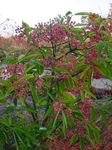 Euonymus hamiltonianus 'Den Haag' - Kardinaalsmuts