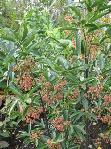 Euonymus hamiltonianus 'Den Haag' - Kardinaalsmuts