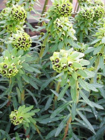 Euphorbia characias 'Black Pearl' - Wolfsmelk