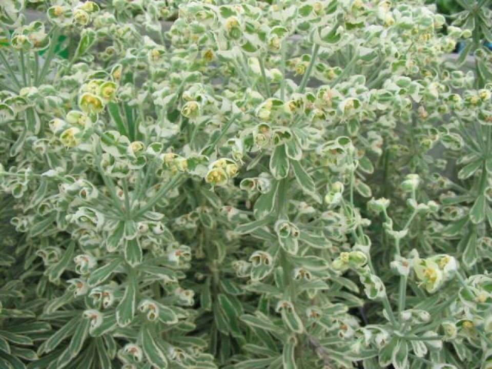 Euphorbia characias 'Silver Swan' (='Wilcott ...
