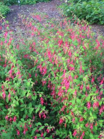Fuchsia magellanica var. gracilis - Bellenplant, fuchsia