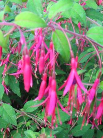 Fuchsia magellanica var. gracilis - Bellenplant, fuchsia