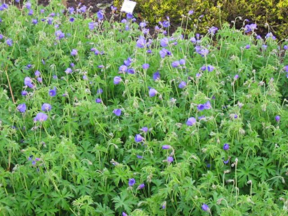 Geranium 'Brookside' - Ooievaarsbek | De Tuinen van Appeltern