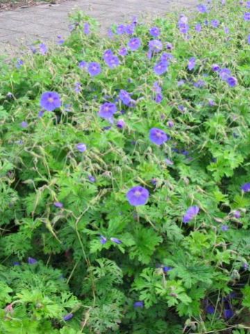 Geranium himalayense 'Gravetye' - Ooievaarsbek