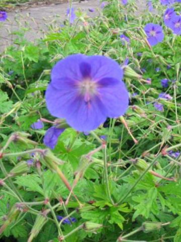 Geranium himalayense 'Gravetye' - Ooievaarsbek