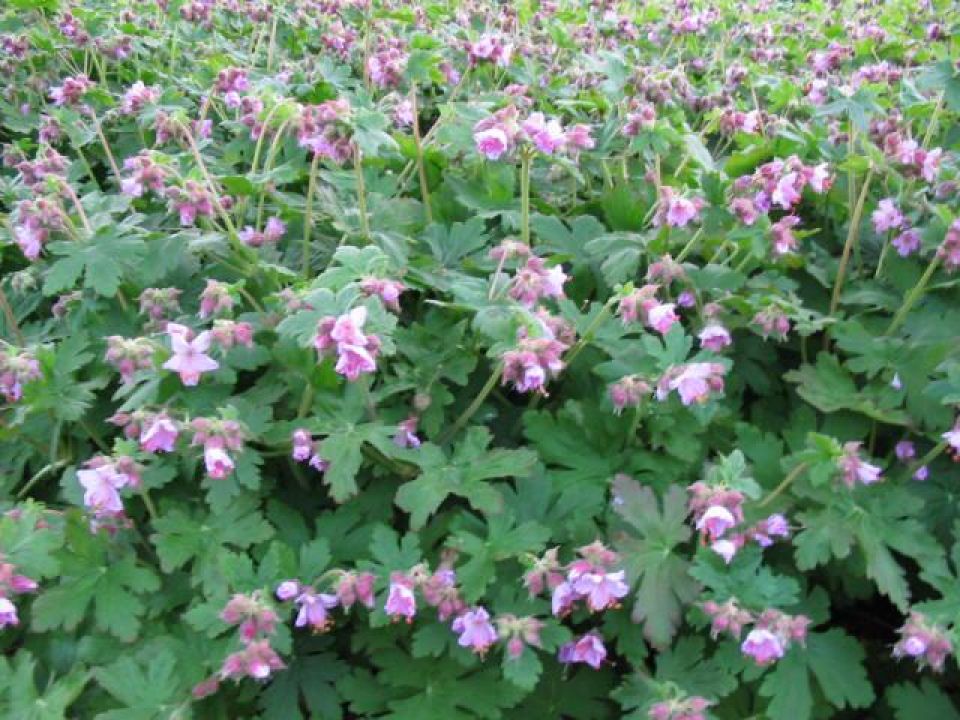 geranium_macrorrhizum_ingwersens_variety_-_ooievaarsbek_1280.jpg