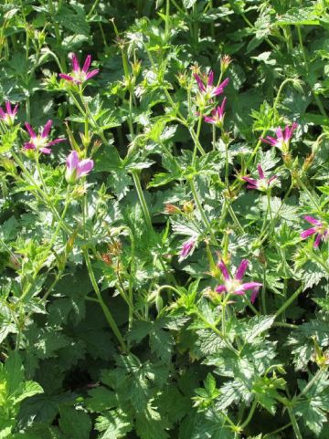 Geranium x oxonianum 'Thurstonianum' - Ooievaarsbek