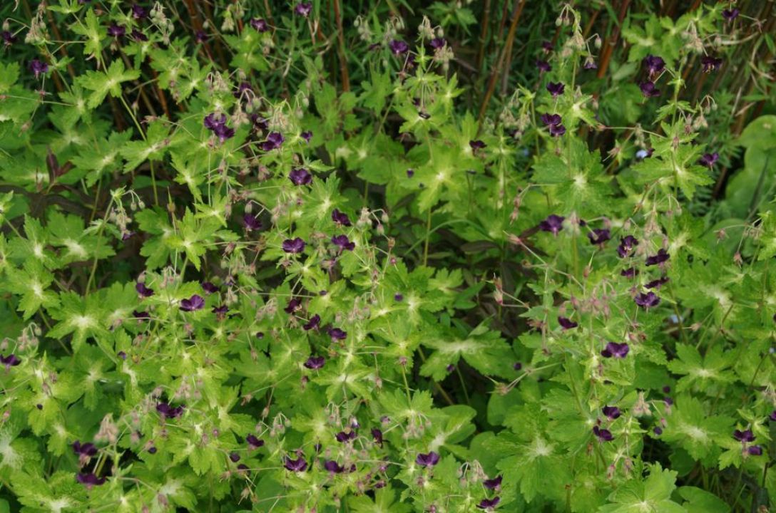 Geranium phaeum 'Lisa' - Donkere ooievaarsbek | De Tuinen van Appeltern