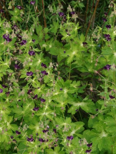 Geranium phaeum 'Lisa' - Donkere ooievaarsbek | De Tuinen van Appeltern