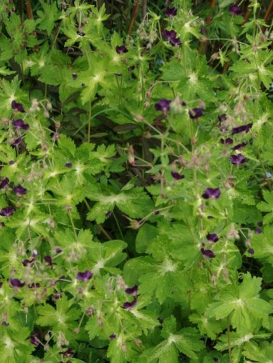 Geranium phaeum 'Lisa' - Donkere ooievaarsbek | De Tuinen van Appeltern