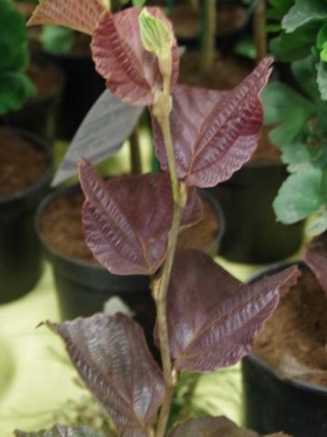 Hamamelis × intermedia 'Yamina' - Toverhazelaar