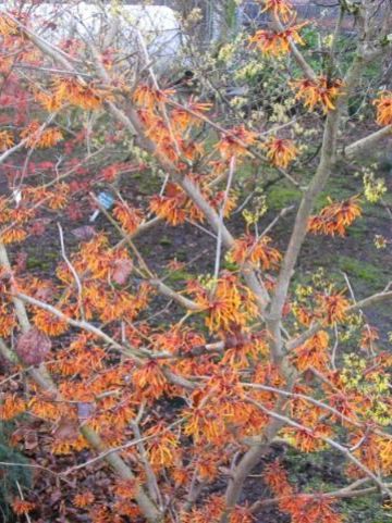 Hamamelis × intermedia 'Aphrodite' - Toverhazelaar