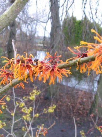 Hamamelis × intermedia 'Aphrodite' - Toverhazelaar