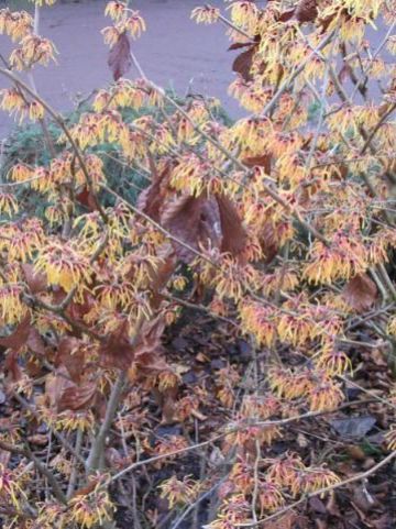 Hamamelis × intermedia 'Aurora' - Toverhazelaar