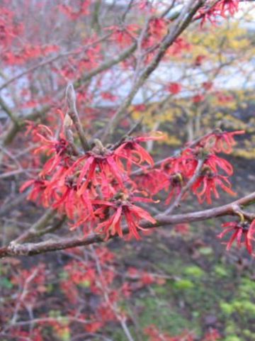 Hamamelis x intermedia 'Diane' - Toverhazelaar