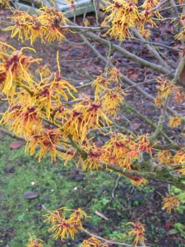 Hamamelis × intermedia 'Old Copper' - Toverhazelaar