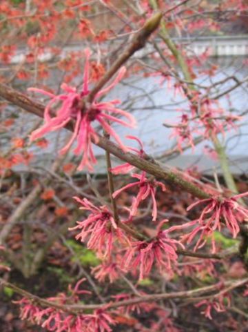 Hamamelis × intermedia 'Ruby Glow' - Toverhazelaar
