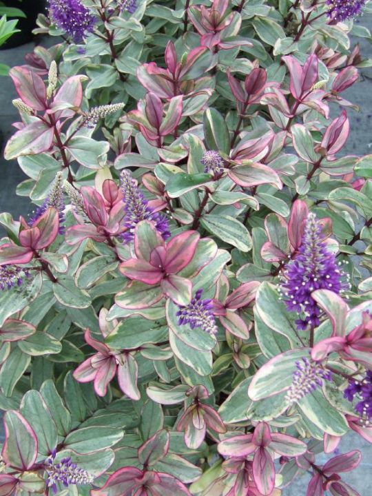 Hebe 'siara', 'ranaia', 'samona' - hebe - mix de 6 - pot 13cm - hauteur 30-35cm