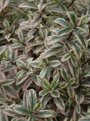 Hebe 'Pink Passion' (='TULL16') - Struikveronica