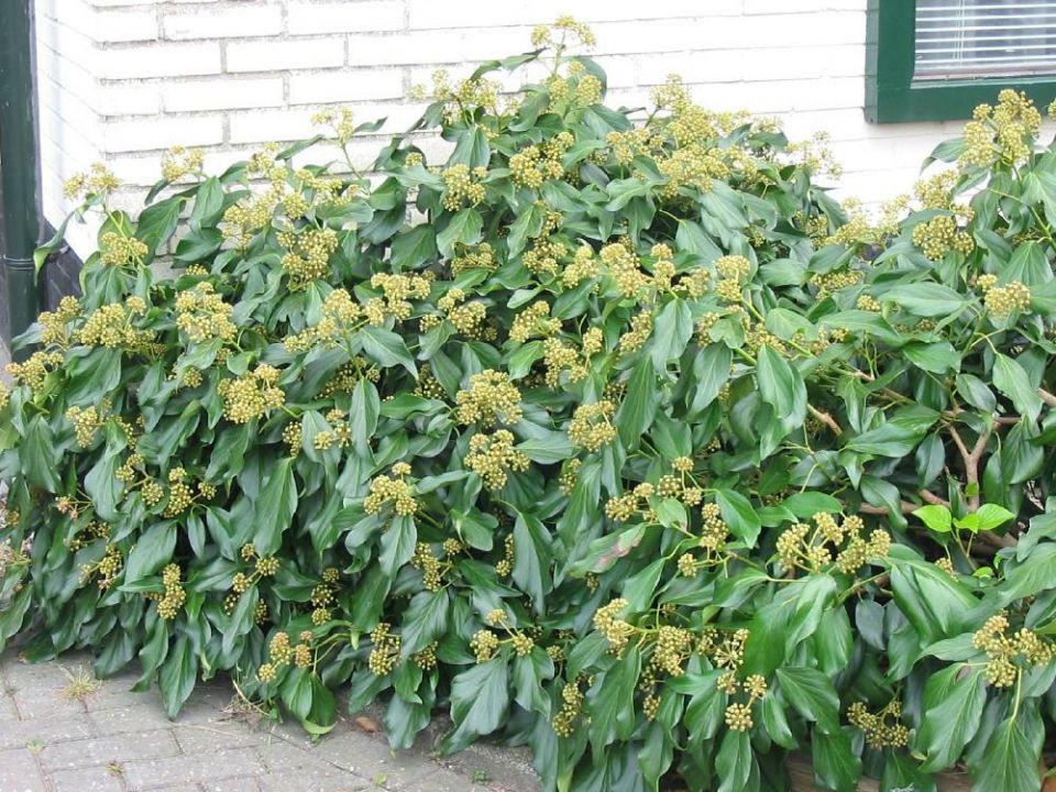 Hedera colchica 'Fall Favourite' - Kaukasische ...