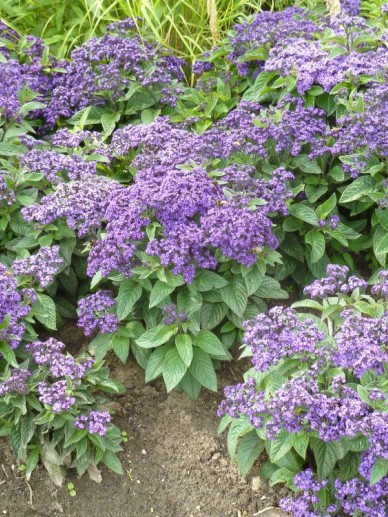 Heliotropium Arborescens Heliotroop De Tuinen Van Appeltern