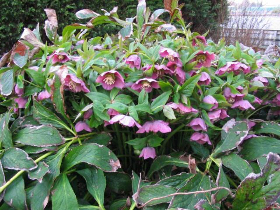 helleborus_orientalis_kerstroos_nieskruid_1280.jpg