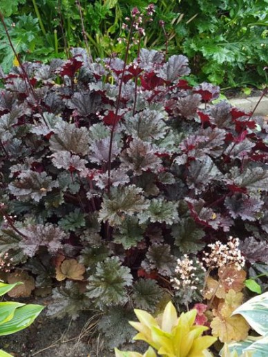 Heuchera Dark Secret Purperklokje De Tuinen Van Appeltern Heuchera 'cranberry' indian summer series. heuchera dark secret purperklokje