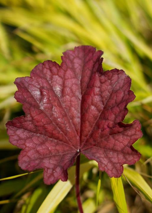Heuchera ‘Plum Power’ - Purperklokje | De Tuinen van Appeltern